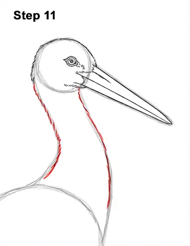 How to Draw a White Stork Bird Side View 11