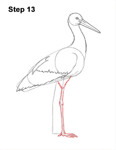 How to Draw a White Stork Bird Side View 13