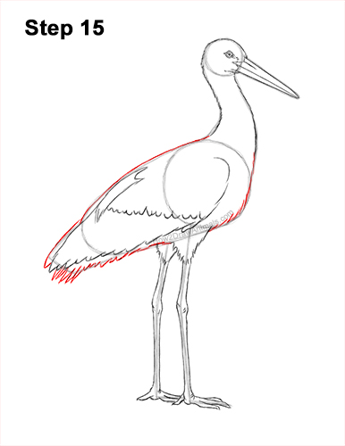 How to Draw a White Stork Bird Side View 15