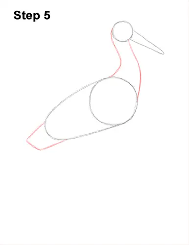 How to Draw a White Stork Bird Side View 5