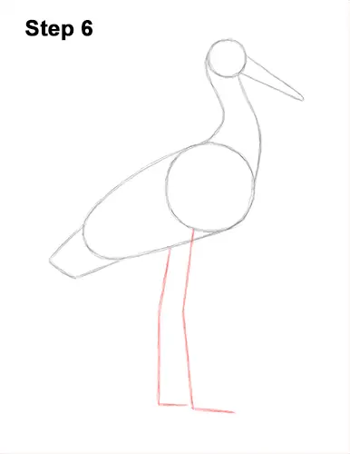 How to Draw a White Stork Bird Side View 6