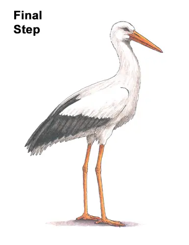 How to Draw a White Stork Bird Side View
