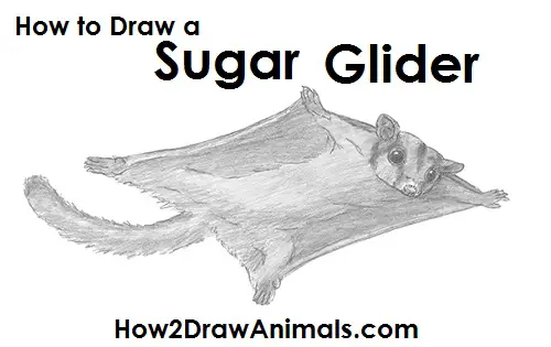 How to Draw a Sugar Glider