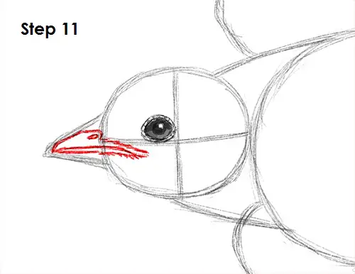Draw Swallow Bird 11