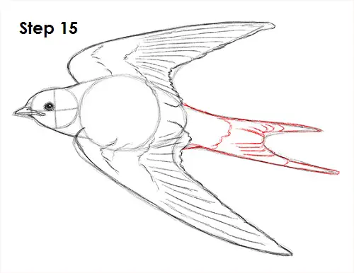 Draw Swallow Bird 15