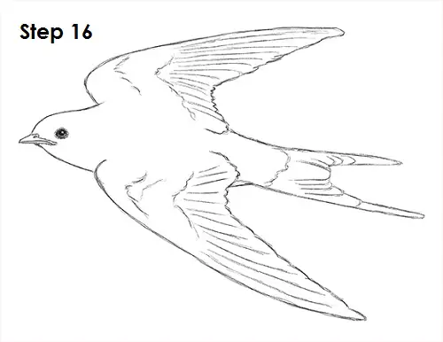 How to Draw a Swallow