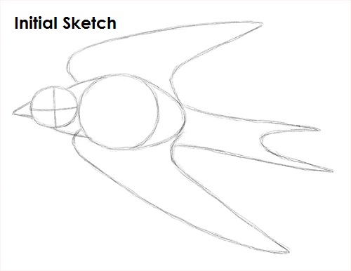 Draw Swallow Bird Sketch