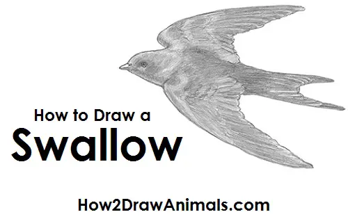 Draw Swallow Bird
