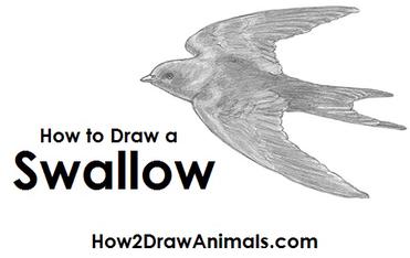 How to Draw a Swallow