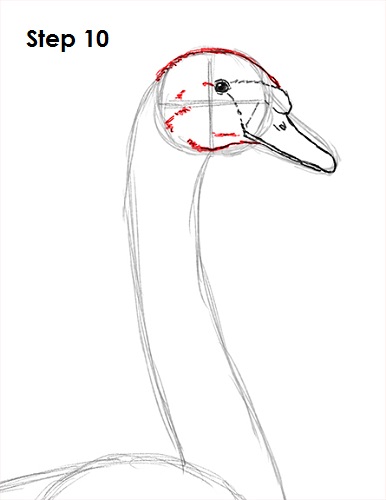 Draw Swan 10
