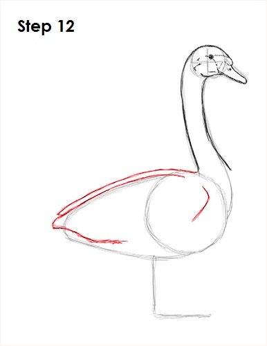 Draw Swan 12