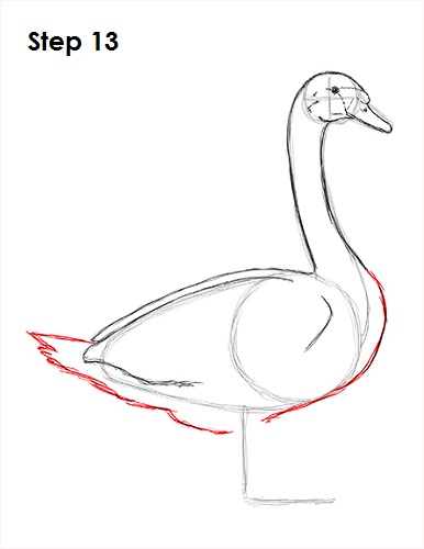Draw Swan 13