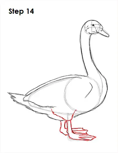 Draw Swan 14