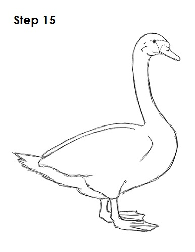 Draw Swan 15