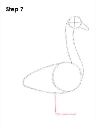 Draw Swan 7