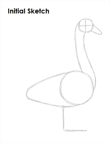 Draw Swan Sketch