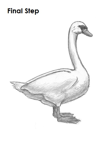 Draw Swan Final