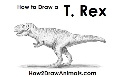 How to Draw a Tyrannosaurus Rex Dinosaur