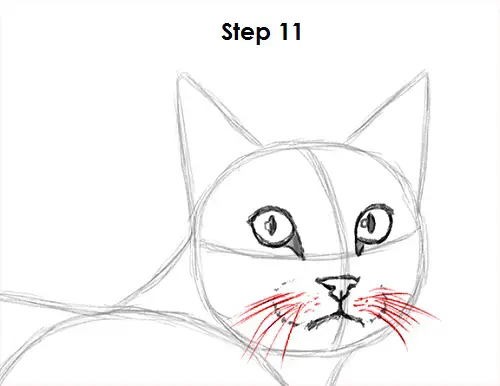 Draw Tabby Cat 11