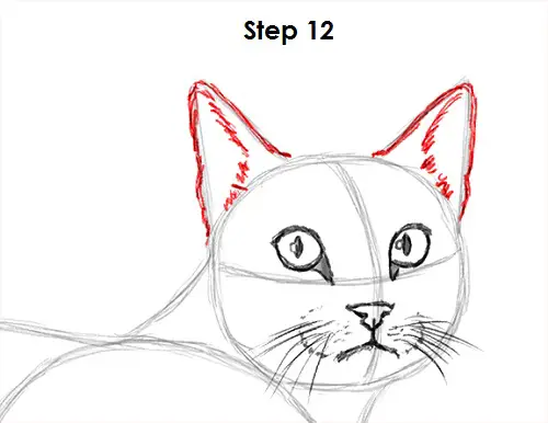 Draw Tabby Cat 12