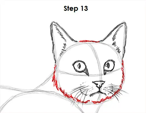 Draw Tabby Cat 13