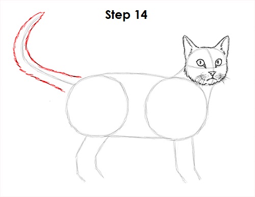 Draw Tabby Cat 14