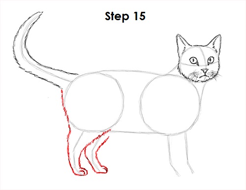 Draw Tabby Cat 15
