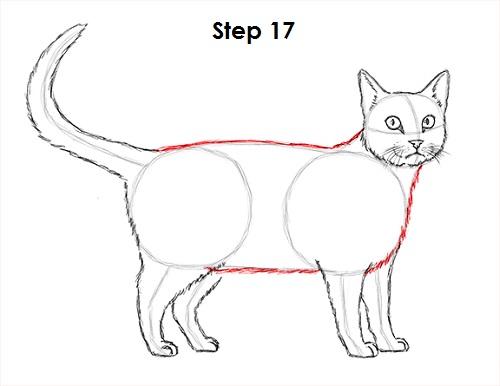 Draw Tabby Cat 17