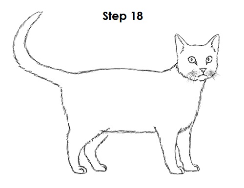 Draw Tabby Cat 18