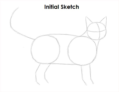 Draw Tabby Cat Sketch