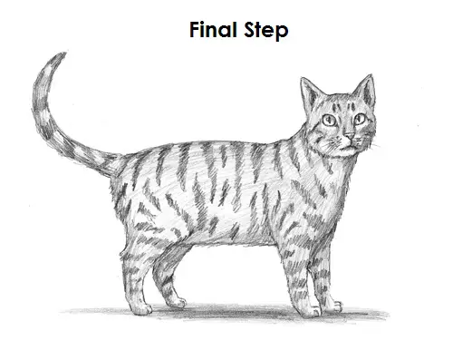 Draw Tabby Cat Final