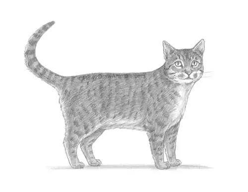 How to Draw a Tabby CatSide View