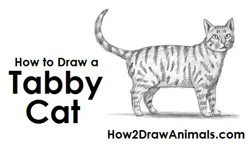 How to Draw a Cat (Tabby) VIDEO & Step-by-Step Pictures