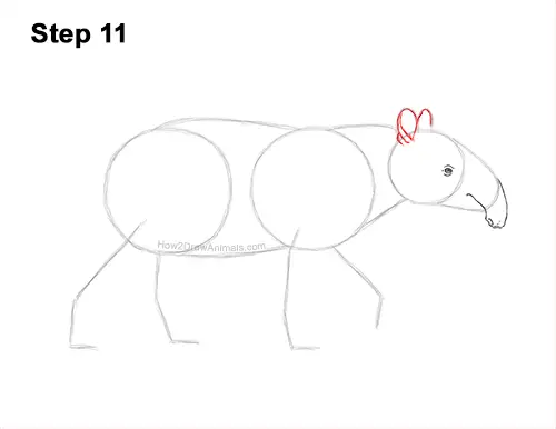 How to Draw a Tapir Malayan Asian Indian Side 11