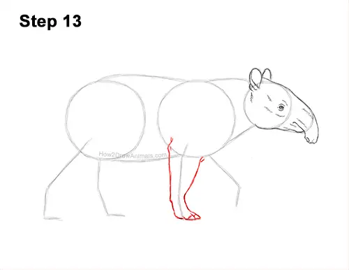 How to Draw a Tapir Malayan Asian Indian Side 13