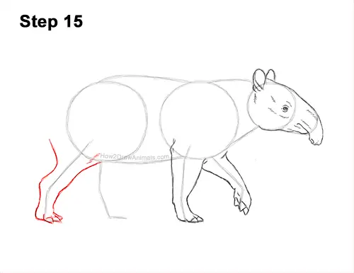 How to Draw a Tapir Malayan Asian Indian Side 15