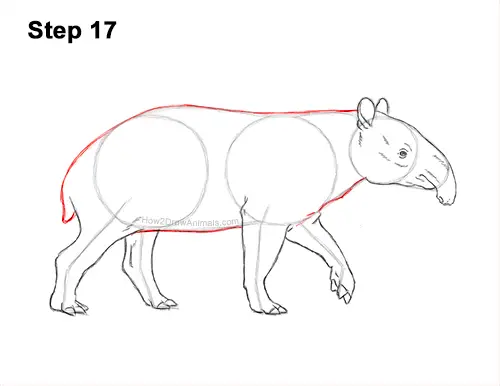 How to Draw a Tapir Malayan Asian Indian Side 17