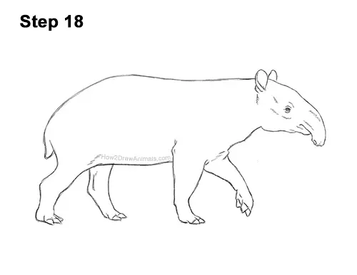 How to Draw a Tapir Malayan Asian Indian Side 18