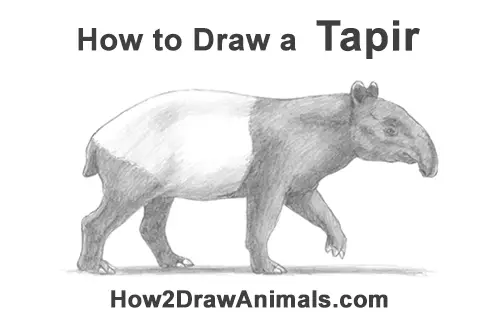 Pictures Of Animals To Draw Easy