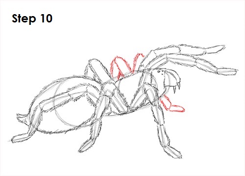 Draw Tarantula 10