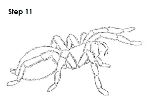 Draw Tarantula 11