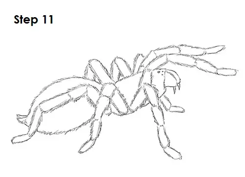 How to Draw a Spider with amazing details 