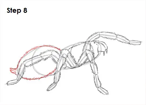 Draw Tarantula 8