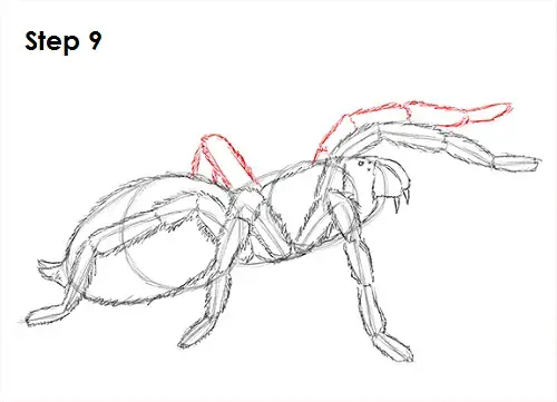 Draw Tarantula 9