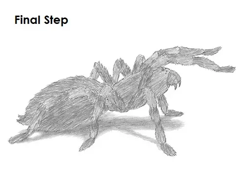 How to Draw a Tarantula
