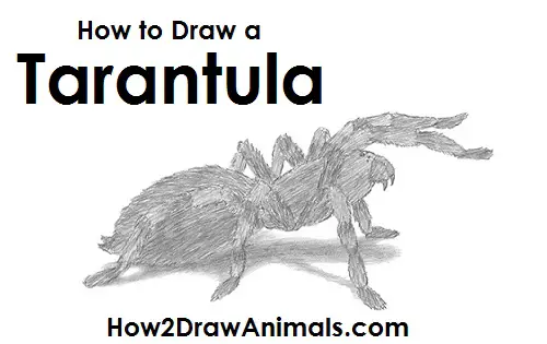 How to Draw a Tarantula