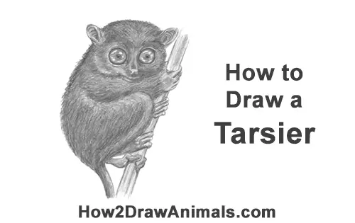 How to Draw a Philippine Tariser