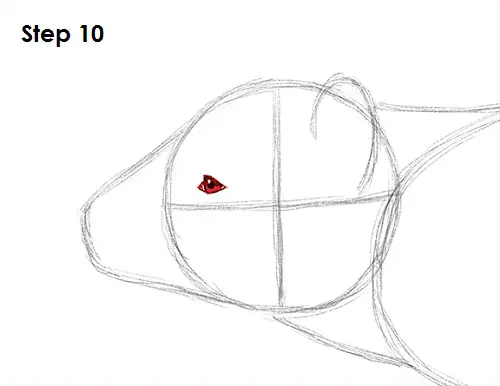 Draw Tasmanian Devil 10