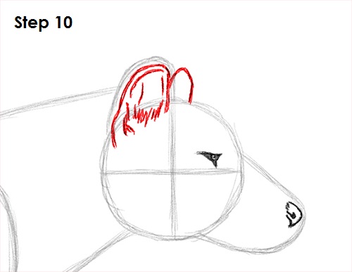 Draw Tasmanian Tiger 10