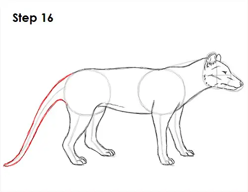 Draw Tasmanian Tiger 16